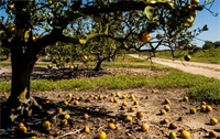 Citrus crop losses from Ian expected to top 80 percent in some areas